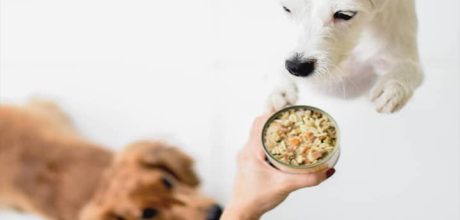 🐾 Amostras Grátis para Cães e Gatos: Guia Prático Passo a Passo