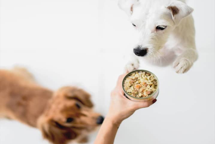 🐾 Amostras Grátis para Cães e Gatos: Guia Prático Passo a Passo
