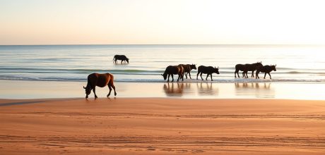 Soure: As Praias de Marajó e seus Búfalos